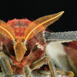 attacus