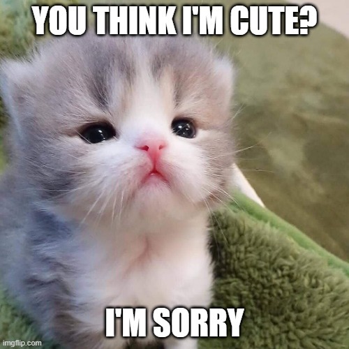An adorable cat with the words "You think I'm cute" at the top and "I'm sorry" at the bottom