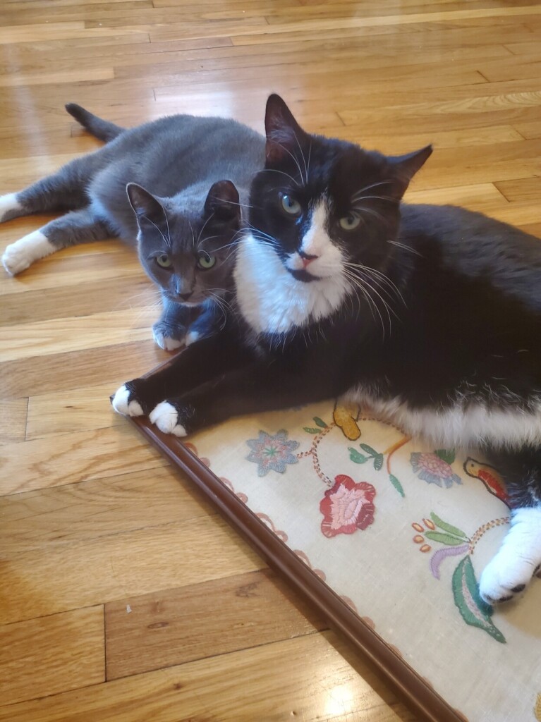 Fishy (handsome devil tuxedo cat) and Ruby (cute lil grey and white cat) lying on a framed stitched art thing of birds and flowers.