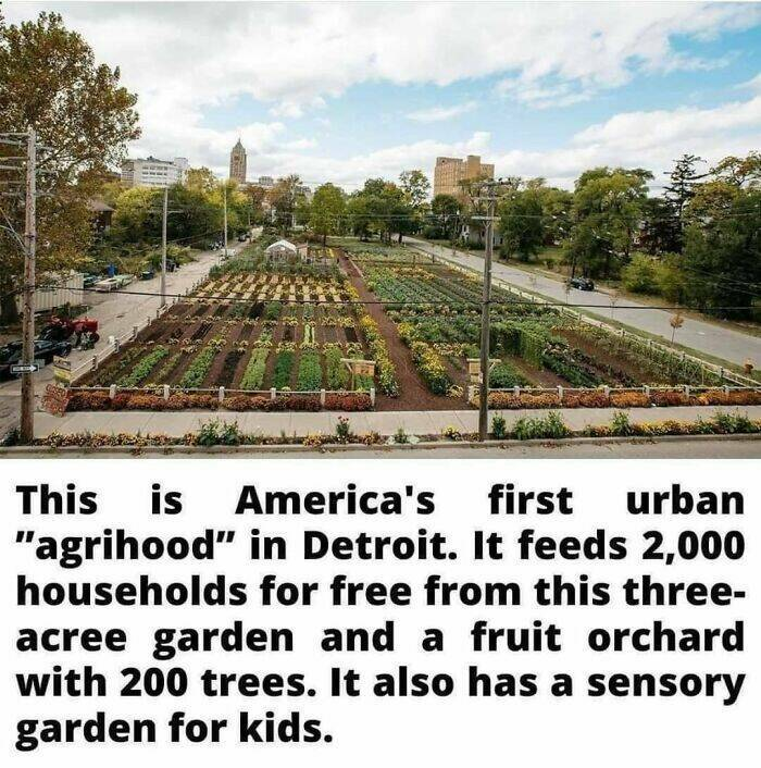 Picture from article - this is America's first urban "agrihood" in Detroit.
The three-acre development has vacant land, along with occupied and abandoned homes centered around a two-acre urban garden, with more than 300 organic vegetable varieties, like lettuce, kale, and carrots, as well as a 200-tree fruit orchard, with apples, pears, plums, and cherries, a children’s sensory garden, and more.