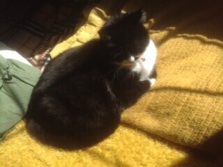 A cat o a golden blanket sits in the sun with her eyes shut. 