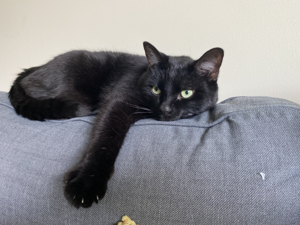 Black cat, one paw out, lying on a gray cushion