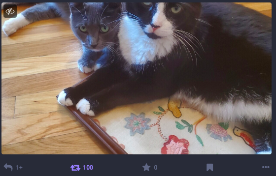 Original poster's picture of their cats. Underneath is the Mastodon statistics, noting that I was the 100th booster of this post.