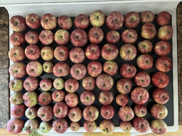 An overhead view of 80 apples arranged in a grid.